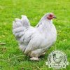 Lavender Pekin Bantams Hatching Eggs for sale in lincolnshire