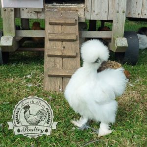 USA Silkie Hatching Eggs Lincolnshire