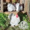 6 x Lavender Pekin Bantams Hatching Eggs mixed *90% fertility* - Image 2