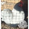 Lavender Pekin Bantams Hatching Eggs for sale in lincolnshire