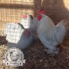 Lavender Pekin Bantams Hatching Eggs for sale in lincolnshire