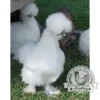 USA Silkie hatching eggs of mixed colours