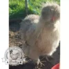 Show quality Silkie hatching eggs of mixed colours