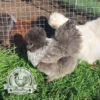 Show quality Silkie hatching eggs of mixed colours