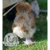 Show quality Silkie hatching eggs of mixed colours