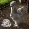 USA Silkie Hatching Eggs (Mixed Colours) 6 Show Quality, Rare Fluffy Chickens - Image 14