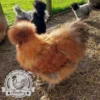 Show quality Silkie hatching eggs of mixed colours