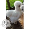 Show quality Silkie hatching eggs of mixed colours