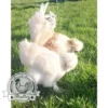 Show quality Silkie hatching eggs of mixed colours