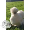 Show quality Silkie hatching eggs of mixed colours