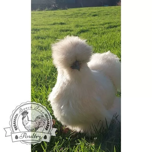 6 Pure White Silkie Fertile Hatching Chicken Eggs - Free UPS Ground Shipping