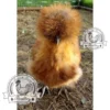 Show quality Silkie hatching eggs of mixed colours