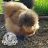 Show quality Silkie hatching eggs of mixed colours