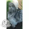 Show quality Silkie hatching eggs of mixed colours