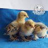 Hatching Eggs UK from Beech Tree Poultry
