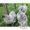 Lavender Pekin Bantams Hatching Eggs for sale in lincolnshire
