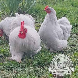 lavender-bantam-hatching-eggs-uk