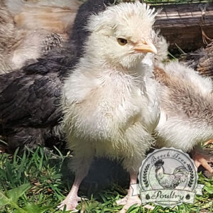 Polish Bantam chicks for sale - 2 Frizzle and 6 Smooth, 0 to 6 weeks old, rare colours, hand-raised in Spilsby Lincolnshire