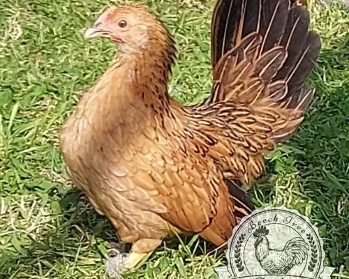 6 x Lucky Dip Bantam Hatching Eggs - Mixed Breed Selection for Sale