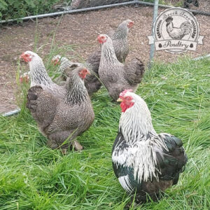 Brahma-Bantam-Hatching-Eggs-Silver-Pencil-Brahma-Bantam