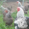 Brahma-Bantam-Hatching-Eggs-Silver-Pencil-Brahma-Bantam