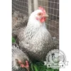 Partridge Pekin Hatching Eggs Available Now UK
