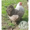 Partridge Pekin Hatching Eggs Available Now UK