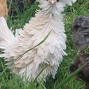 Polish Bantam Hatching Eggs UK – Fresh fertile eggs ready for incubation