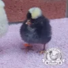 Fertile Poland (Polish) Bantam hatching eggs for sale