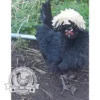 Fertile Poland (Polish) Bantam hatching eggs for sale