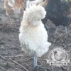 Fertile Poland (Polish) Bantam hatching eggs for sale