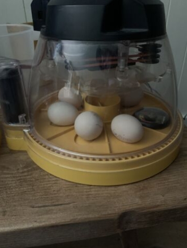 Hatching eggs in incubator