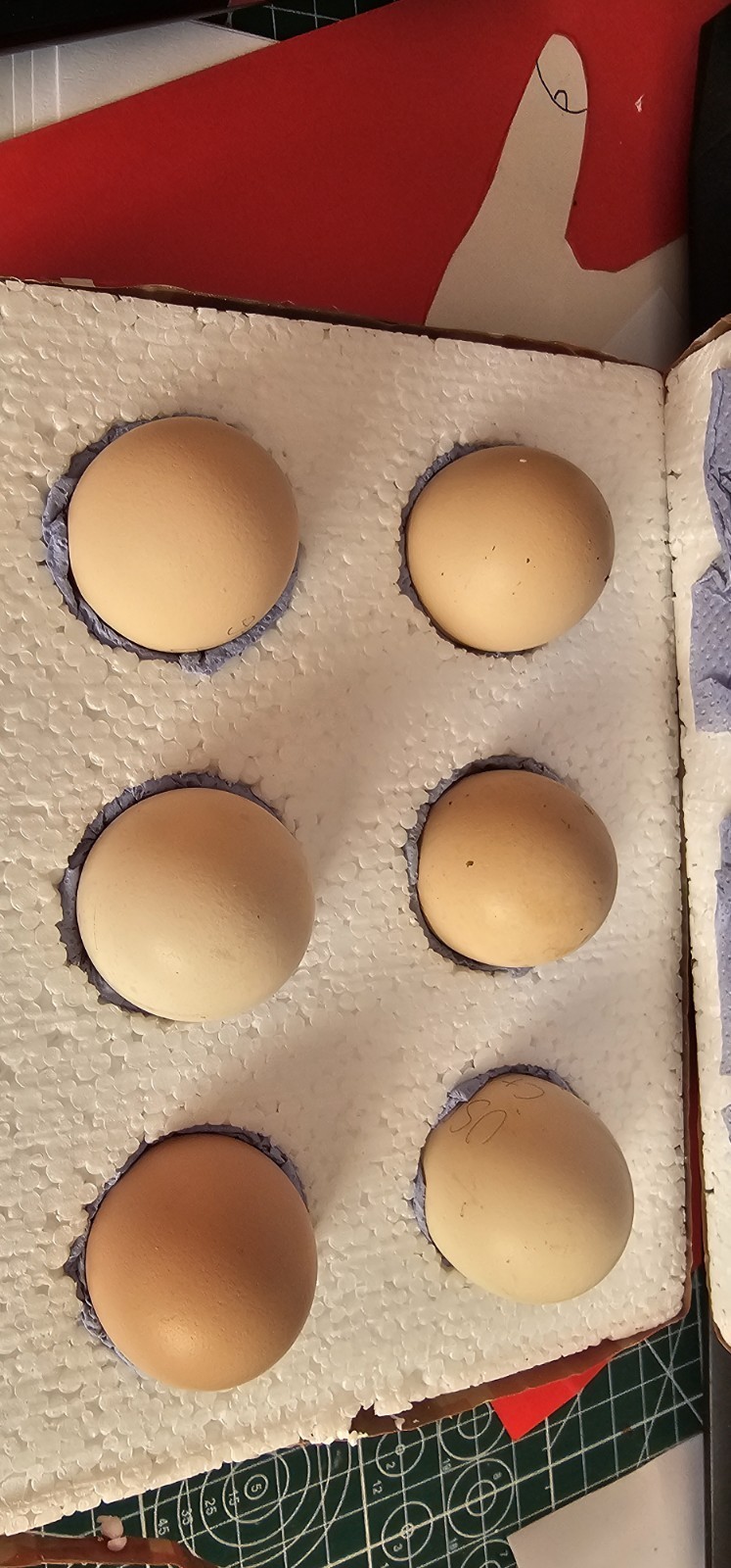 6 X USA Silkie Hatching Eggs mixed colours