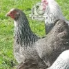 Brahma Bantam Hatching Eggs for Sale - 6 Mixed Colour Eggs