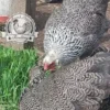 Image Alt Text: Silver Pencil Brahma Bantam Hatching Eggs for Sale - 6 Mixed Colour Eggs