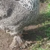 Silver Pencil Brahma Bantam Hatching Eggs for Sale - 6 Mixed Colour Eggs