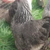 Image Alt Text: Silver Pencil Brahma Bantam Hatching Eggs for Sale - 6 Mixed Colour Eggs