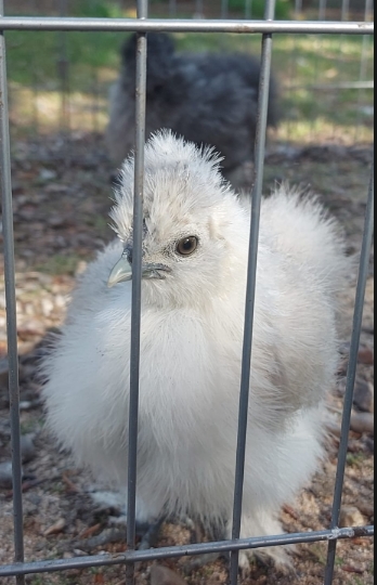 usa silkies uk
