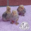 Lemon Millefleur Sablepoot hatching eggs from UK breeders, show quality, rare fluffy chickens