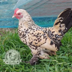 Lemon Millefleur Sablepoot hatching eggs from UK breeders, show quality, rare fluffy chickens
