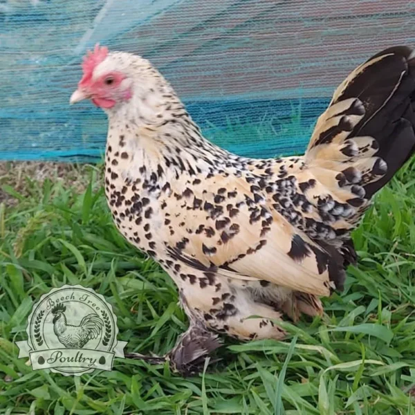 Lemon Millefleur Sablepoot hatching eggs from UK breeders, show quality, rare fluffy chickens