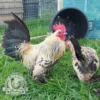 Lemon Millefleur Sablepoot hatching eggs from UK breeders, show quality, rare fluffy chickens