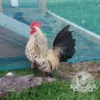 Lemon Millefleur Sablepoot hatching eggs from UK breeders, show quality, rare fluffy chickens