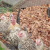 Lemon Millefleur Sablepoot hatching eggs from UK breeders, show quality, rare fluffy chickens