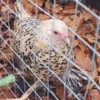 Lemon Millefleur Sablepoot hatching eggs from UK breeders, show quality, rare fluffy chickens