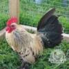 Lemon Millefleur Sablepoot hatching eggs from UK breeders, show quality, rare fluffy chickens