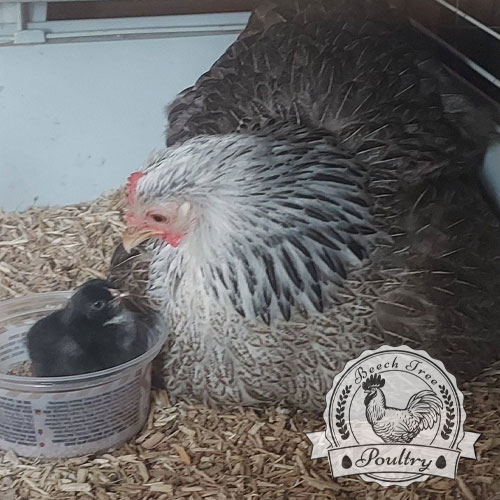Hatching eggs for sale UK