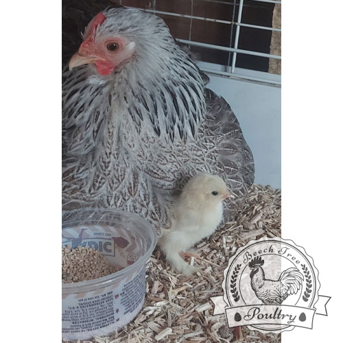 Hatching eggs for sale UK