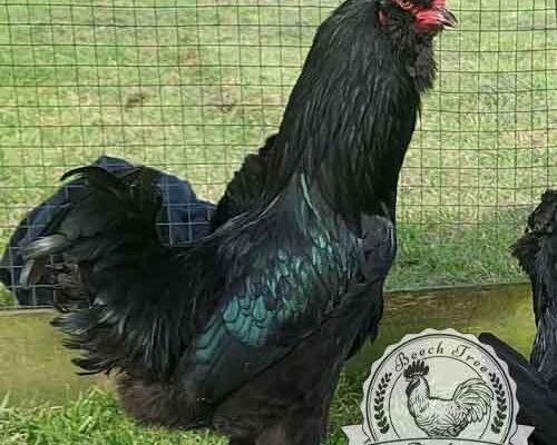Show Quality Black Araucana Hen producer of blue eggs