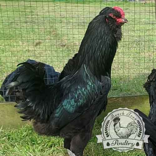 Black Araucana Hatching Eggs UK
